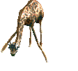 Object_875 GIRAFFE1