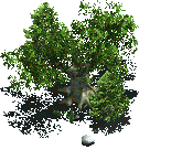 Object_1809_MAJOROAK