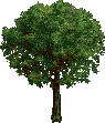 Object_9616 TREE