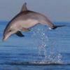 dolphin%s's Photo