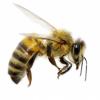 beekeeper%s's Photo